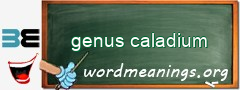WordMeaning blackboard for genus caladium